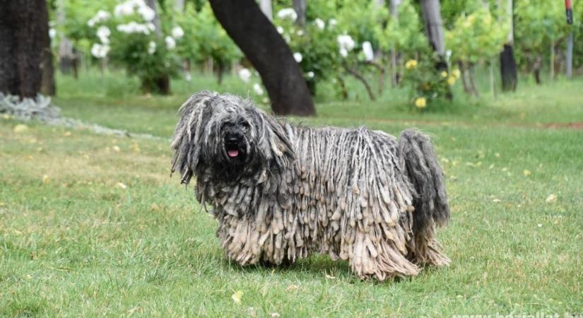 Puli: a kutya, ami nem ismeri a félelmet