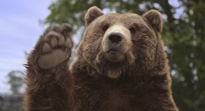 A Greenpeace petícióval tiltakozik a több száz medve szlovákiai kilövése ellen