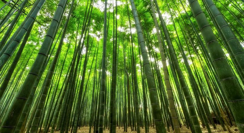 Greenwashing – a fogyasztók „zöld” megtévesztésének veszélyei és várható szabályozása