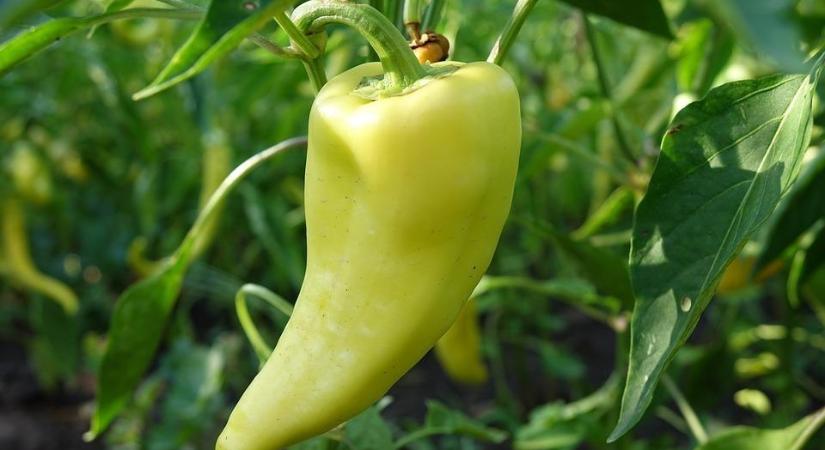 Paprika termesztése – Tanácsok hobbikertészeknek