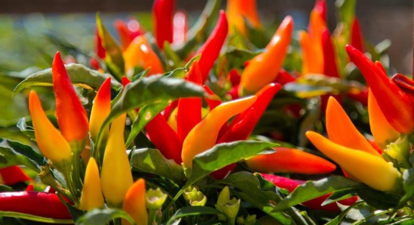 Chili termesztése – Tanácsok hobbikertészeknek