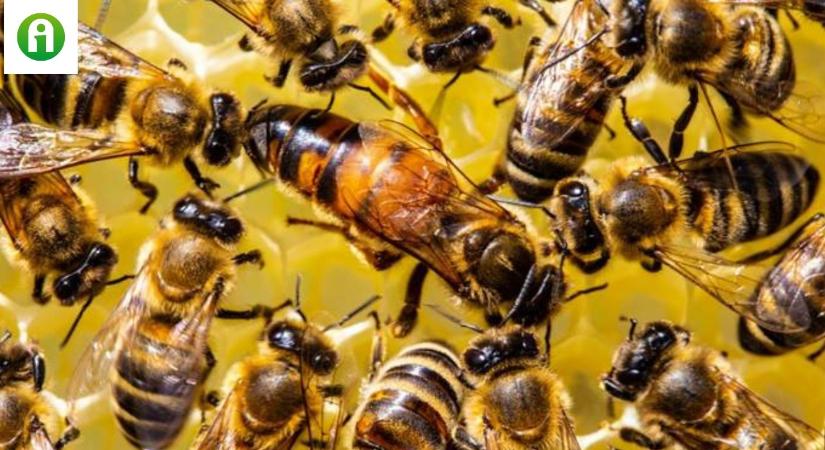 A méhkirálynők titka segíthet az emberi élettartam növelésében