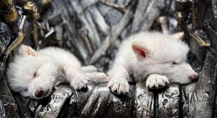 Az óriásfarkas feltámasztása: tényleg visszatérhetnek a kihalt állatfajok?