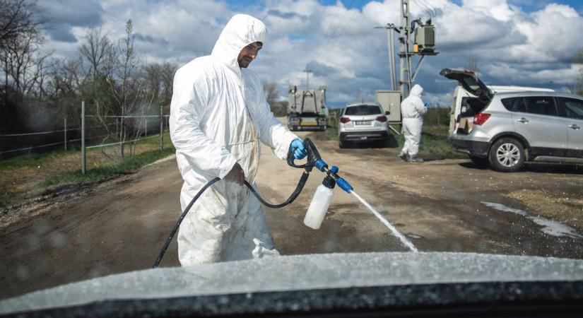 Ragadós száj- és körömfájás: az egész országban mintavételezik az állattartó telepeket