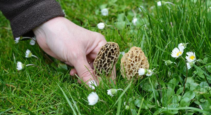 Fura feje van, de imádni fogod – ismerd meg a kucsmagombát!
