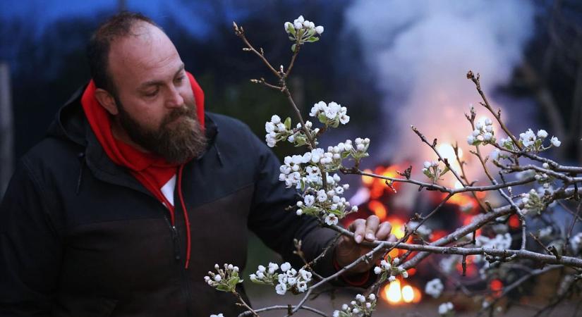 Hiába tettek meg mindent a termelők, ezek a gyümölcsök szinte teljesen elfagytak a Dél-Alföldön