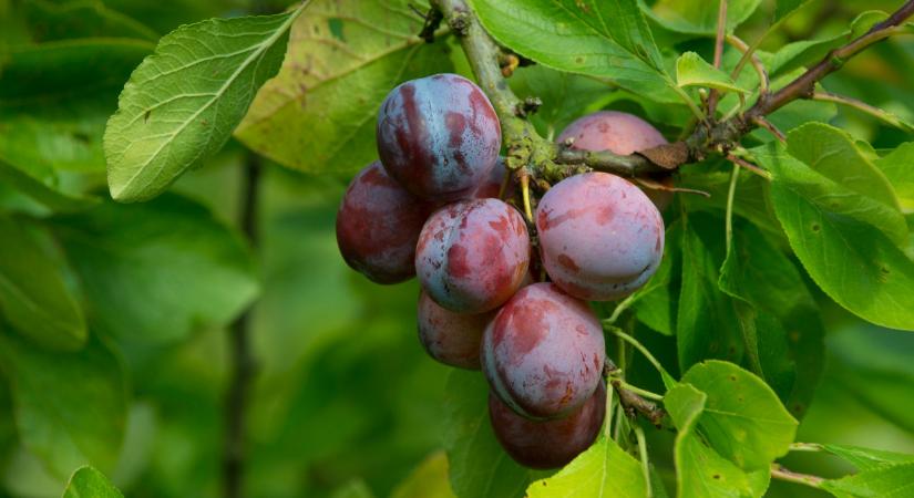 Végzetes hiba a kertben: ezt sokan elrontják a szilvafa metszésekor