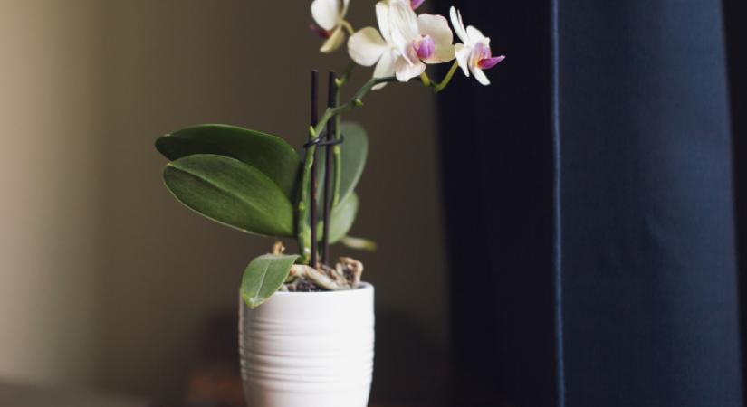 Azonnal virágba borul az orchidea ettől a konyhai alapanyagtól