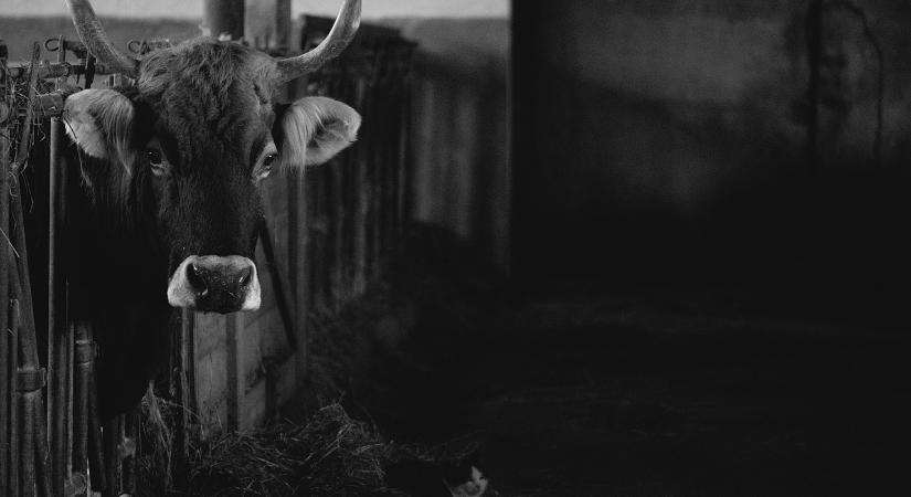 Tájékoztató kiadványt adott ki a NAK az EUDR- szarvasmarha termékvonalról