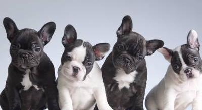Csivava? Labrador retviever? Francia bulldog? – Mutatjuk, melyek a legnépszerűbb kutyafajták Magyarországon