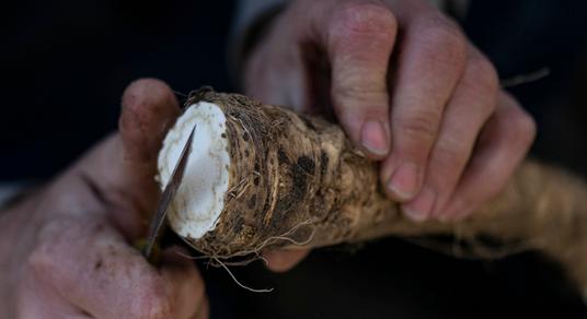 Agrárkamara: fél Európát el tudjuk látni tormával