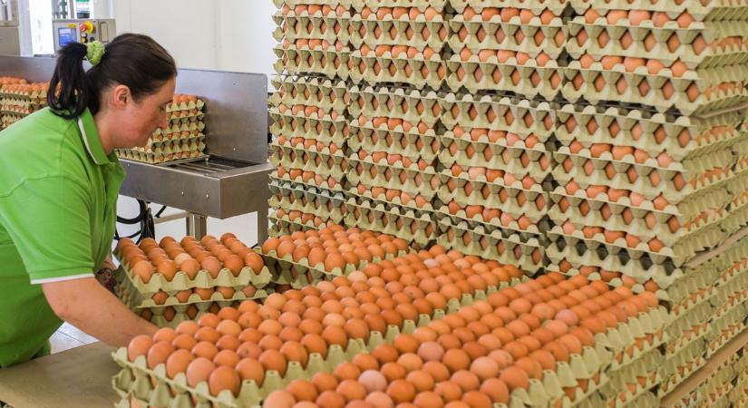 Húsvéti bevásárlás: nem mindegy, mekkora és honnan való a tojás
