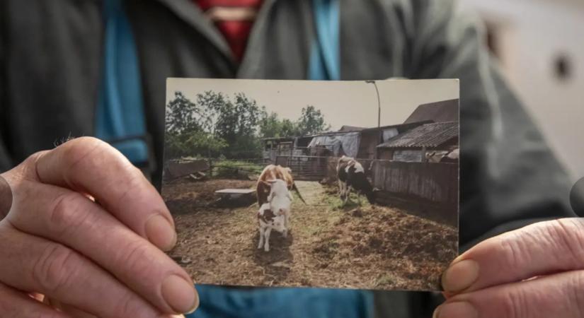 Karantén és lezárt falu! 52 évvel ezelőtt tombolt a száj- és körömfájás