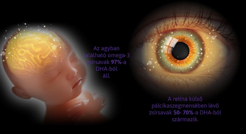 A DHA – Omega-3 alapvető fontosságú a baba agyának és szemének fejlődéséhez!