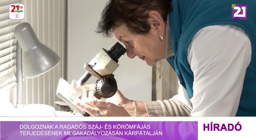 Dolgoznak a ragadós száj- és körömfájás terjedésének megakadályozásán Kárpátalján (videó)