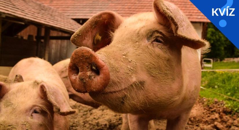 KVÍZ: A disznótartás alapjai és rejtelmei – teszteld, tudnál-e gondoskodni róluk