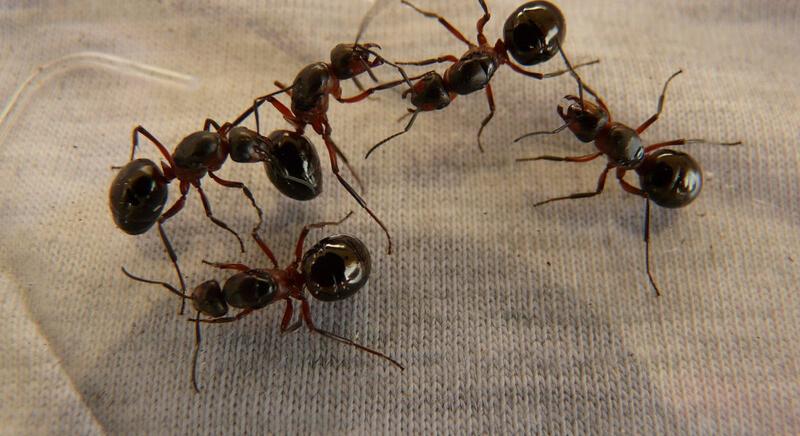 Tippek a lóhangya, vagyis a fekete óriás hangya elleni küzdelemben