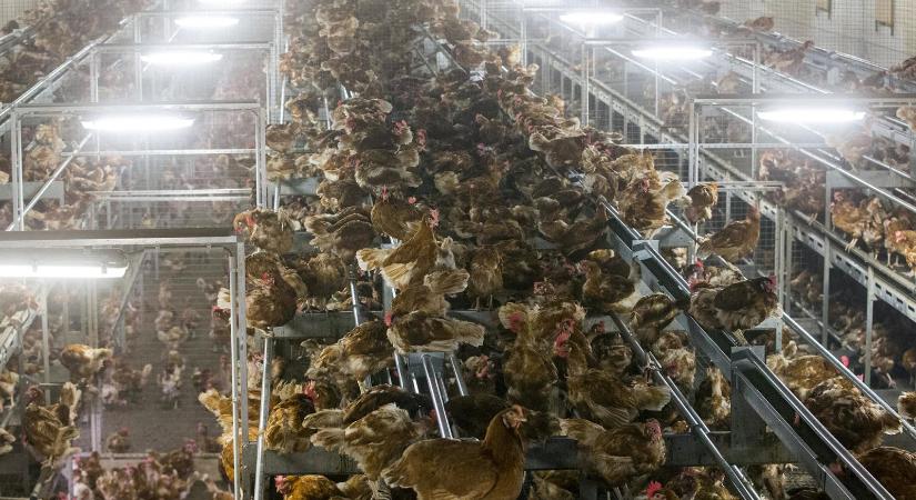 Megdöbbentően brutális és mégis teljesen megszokott a nagyipari ketreces tyúktartás