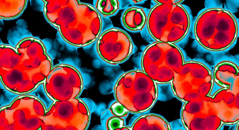 Az antibiotikumok új osztálya hatékonyan küzd az MRSA ellen