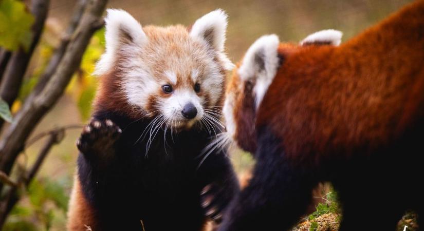 Új jövevény és búcsú a Veszprémi Állatkertben