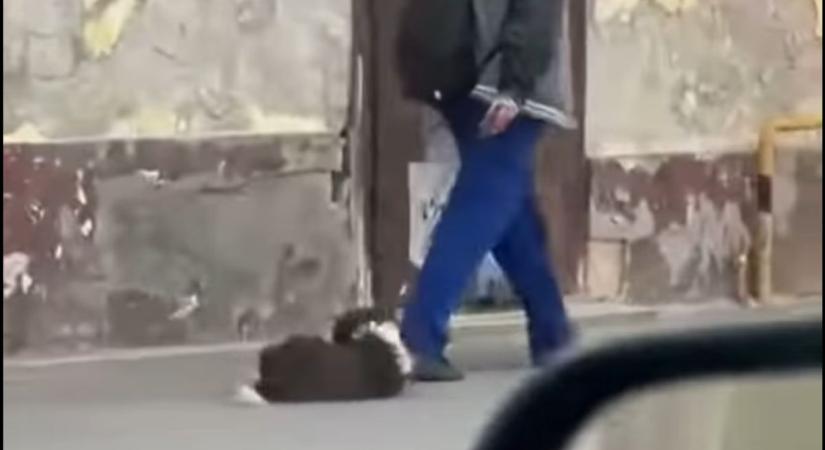 Kegyetlen állatkínzás Pápán