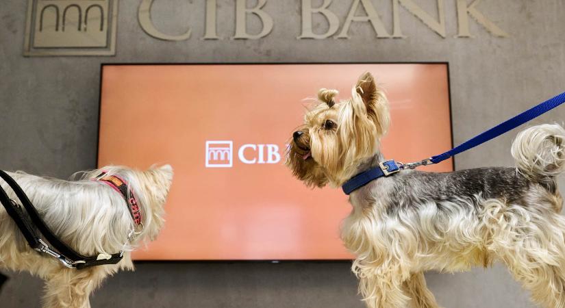A kutyabarát bankfiók menő! Interjú a CIB munkatársaival.