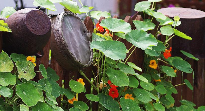 Nagyanyáink kerti praktikái – működnek még ma is?