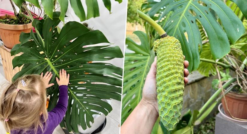 Monstera: a dzsungel dívája, aki néha gyümölcsöt is terem