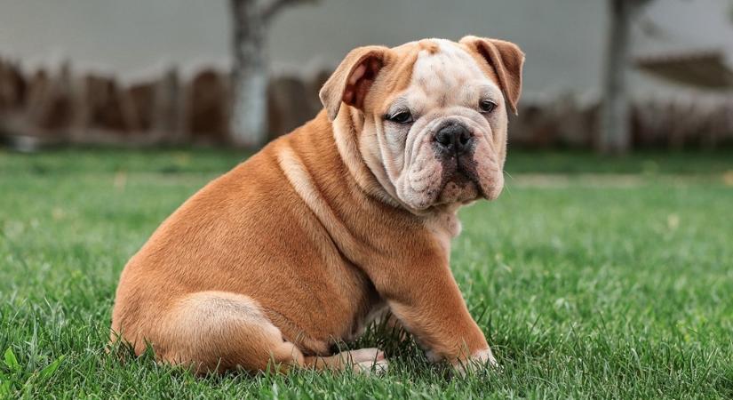 Az angol bulldog: egy ráncos arc, akit lehetetlen nem szeretni