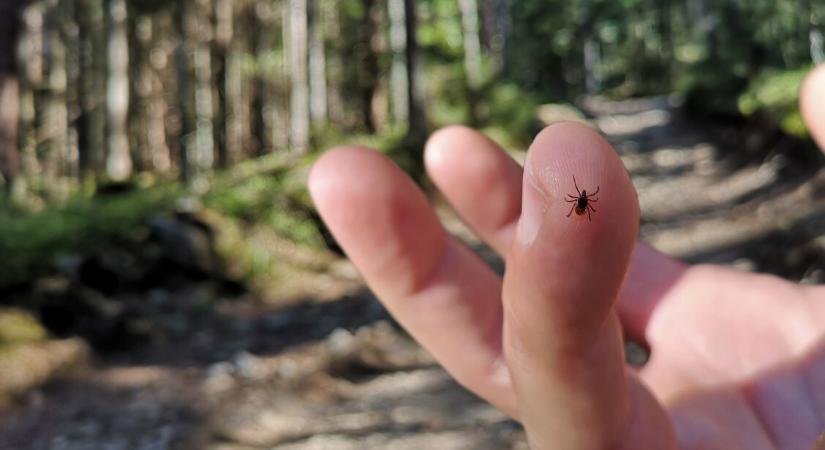 Fáradtság, ízületi fájdalom, bőrpír? Lehet, hogy Lyme-kór!