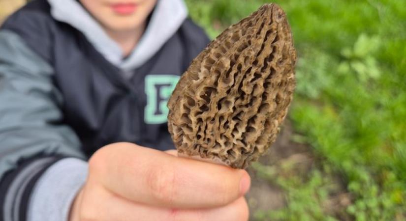 Ennek nagyon finom gombának most van szezonja, így ismerheted fel egyszerűen