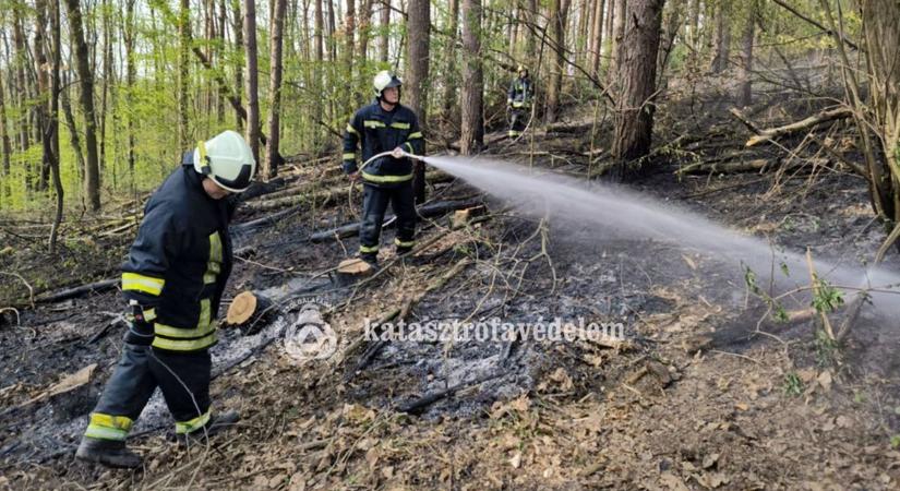 Öt raj küzdött a pusztító erdőtűzzel a szomszédos vármegyében