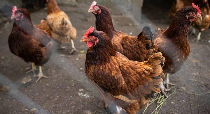 Újabb járvány jöhet, ezúttal a baromfitelepeket fenyegeti