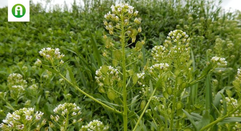 Új növények segíthetik a biomassza-előállítást