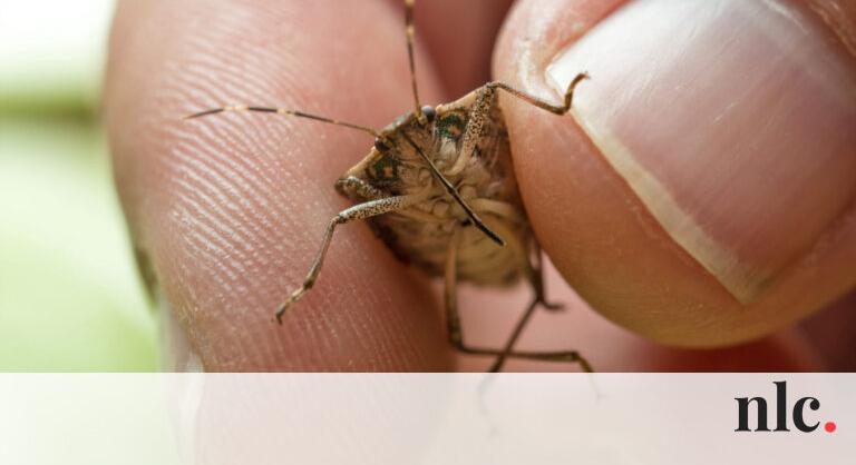 7 bevált poloskaűző trükk tavaszra – Vegyszer nélkül riasztják el a rovarokat