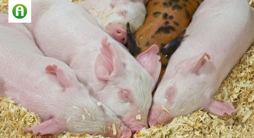 Sertéstartás másképp: hogyan csökkenthető az antibiotikum-felhasználás?
