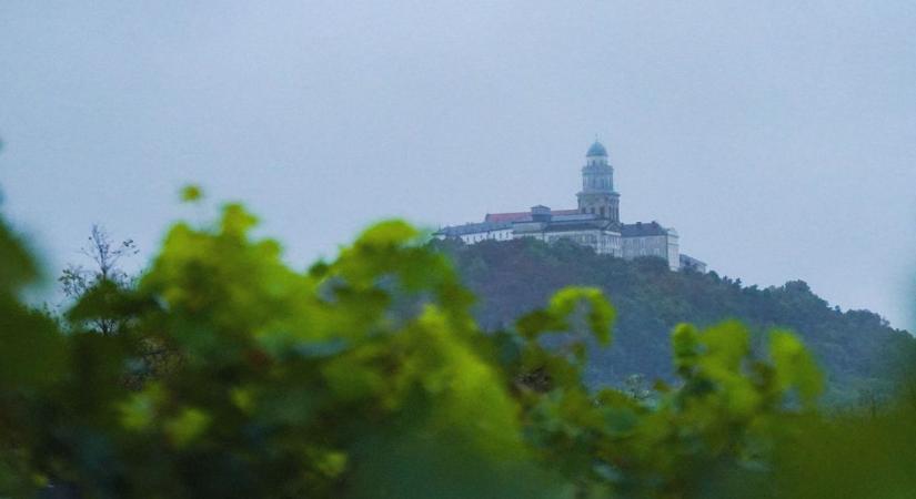 Bécsi kereskedők jöttek a borért - A Pannonhalmi borvidék története