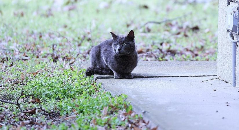 Tragikus balesetben hunyt el egy fiatal, mérgezik a macskákat Kunfehértón
