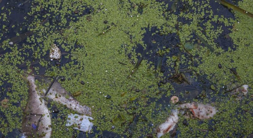 Tömeges pusztuláshoz vezethetnek a fuldokló édesvizek