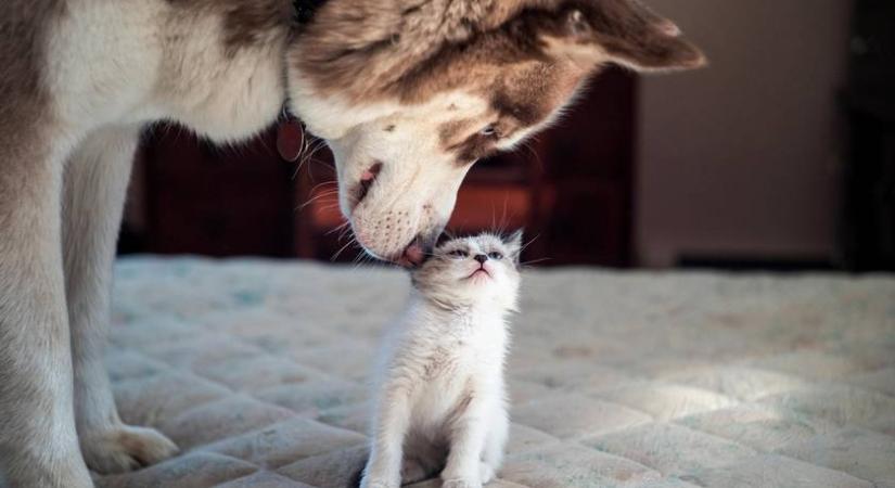 Meglepő következménye lett, hogy az elárvult kiscicát három husky nevelte