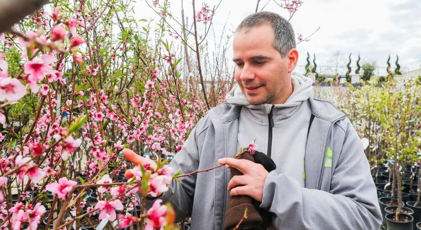 Fagyok után: milyen gyümölcsfát ültessünk a kertbe?