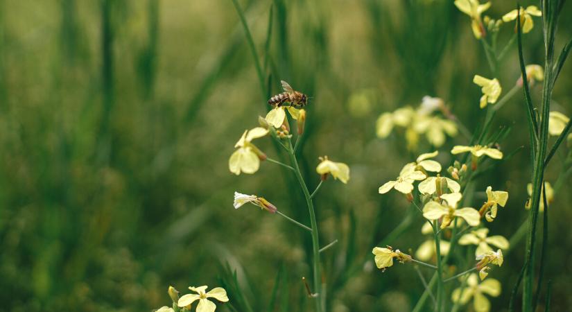 Új növények segíthetik a biomassza-előállítást