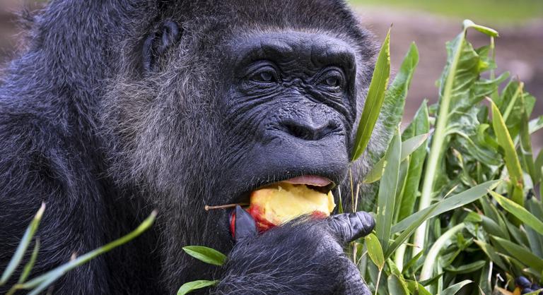 Felnőttként érte meg a berlini fal leomlását, felköszöntötték a világ legidősebb gorilláját