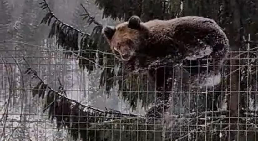 Kerítést mászott a pánikba esett medve – videó