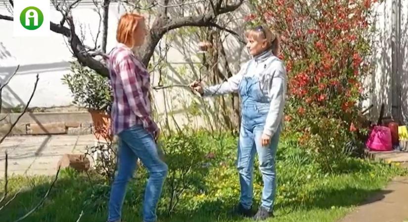 Monília vagy fagykár? Így különböztesd meg a gyümölcsfáid betegségeit  VIDEÓ