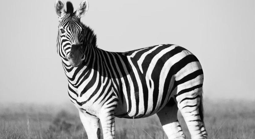 Zebra-mentés magyar módra: hasznos tippek, ha te is megmentenél egyet