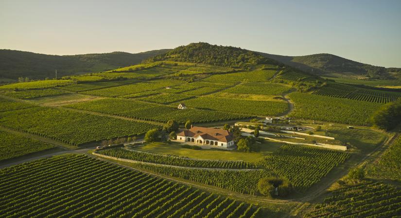 Aranyérmet nyert a Patricius Borház Profundum Furmintja a bordeaux-i Challenge International du Vin versenyen