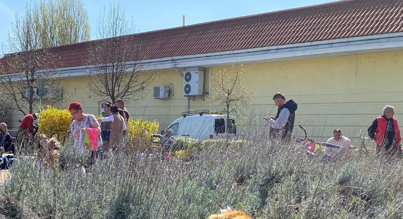 Hihetetlen! Rókát láttak Nyíregyházán a Korányin egy bokorban