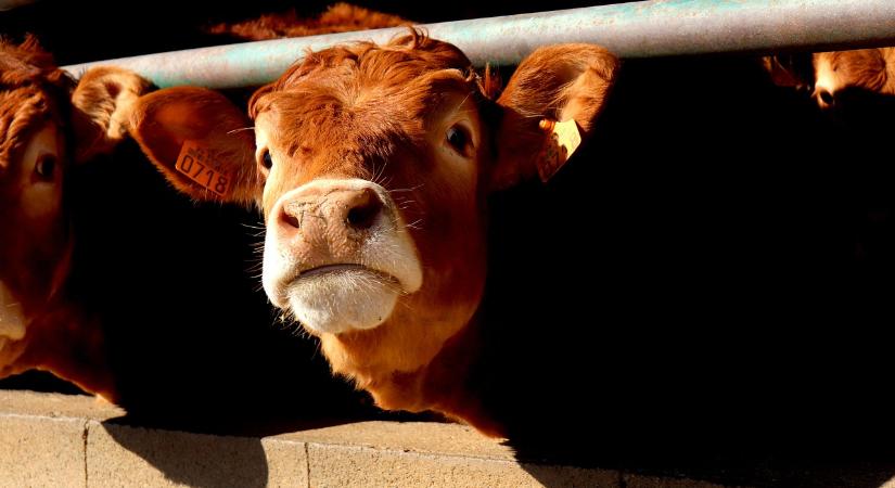 Klímabarát tehenekbe fektet a milliárdos