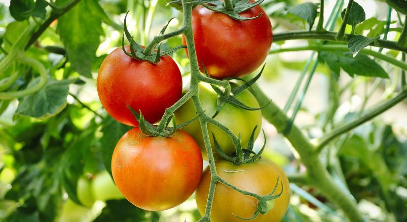 Marokkó paradicsomexportja idén közel 20%-kal nőtt